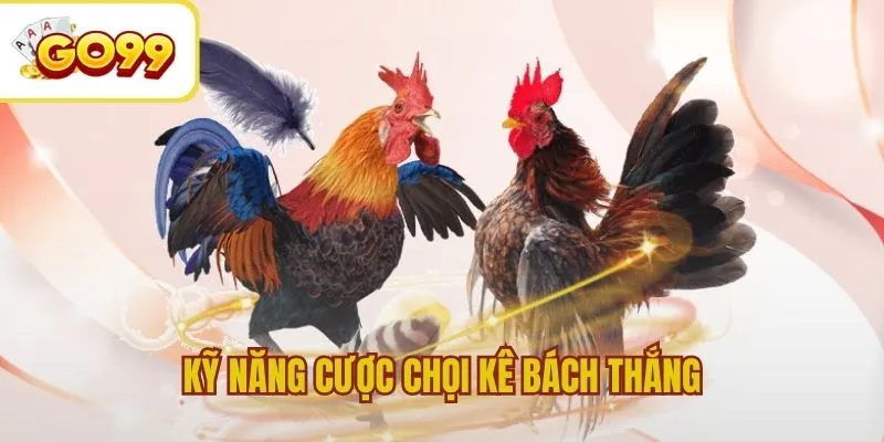 Chia sẻ kỹ năng cược chọi kê bách thắng